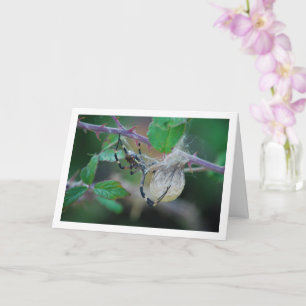 Argiope bruennichi, Wasp Spider and Egg Card