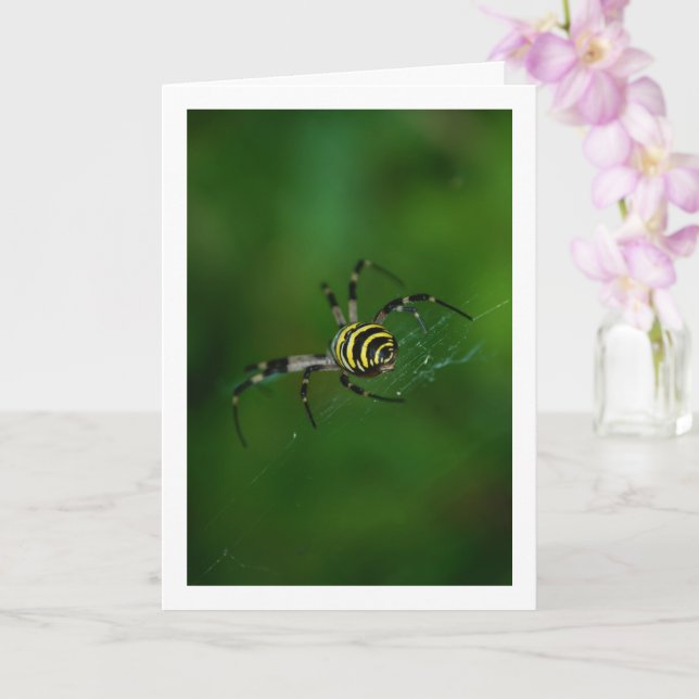 Argiope bruennichi, Wasp Spider, Orb-weaver Card (Orchid)
