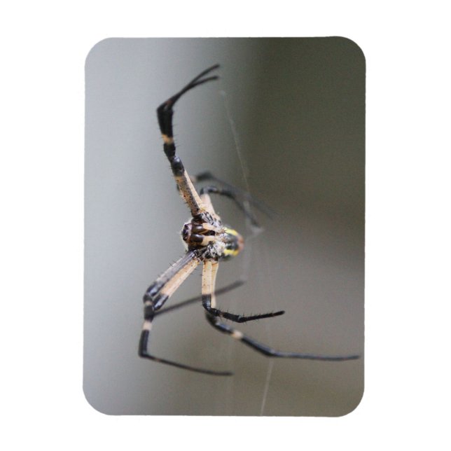 Argiope Spider Lover Gift Magnet (Vertical)