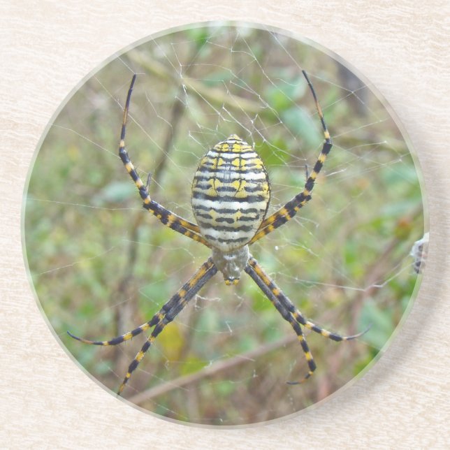 Argiope trifasciata Orb Weaver Spider Coaster (Front)