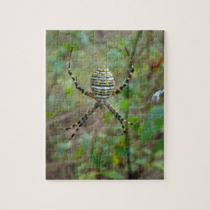 Argiope trifasciata Orb Weaver Spider Jigsaw Puzzle