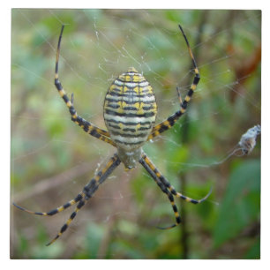 Argiope trifasciata Orb Weaver Spider Tile