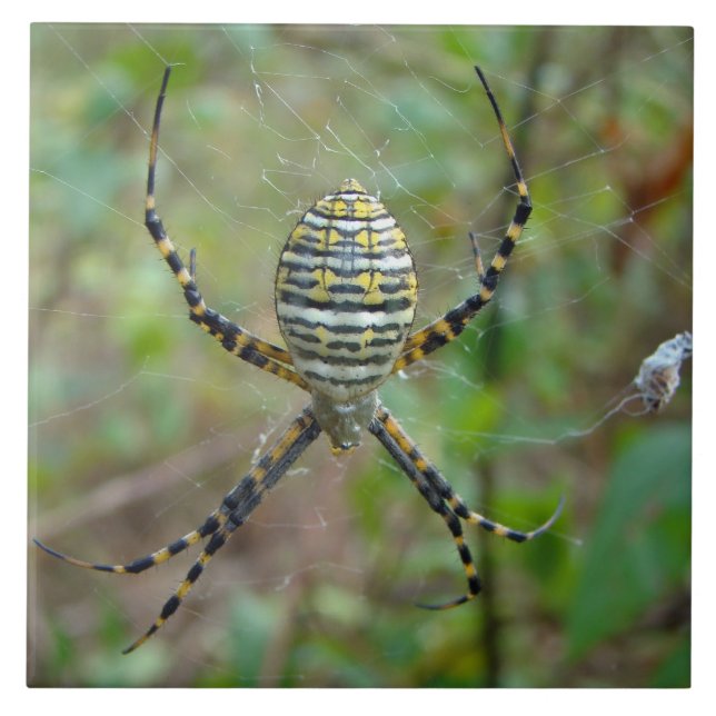 Argiope trifasciata Orb Weaver Spider Tile (Front)
