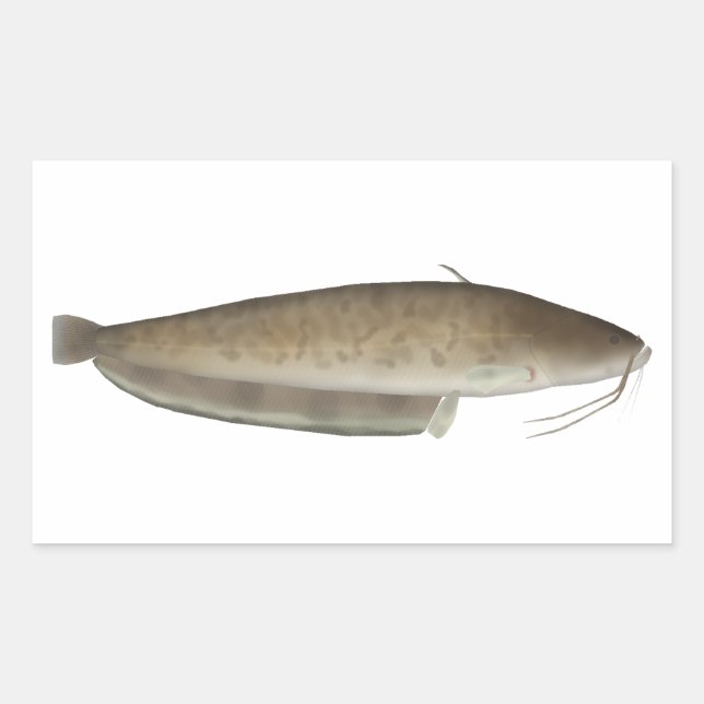 Aristotle's Catfish Sticker (Front)