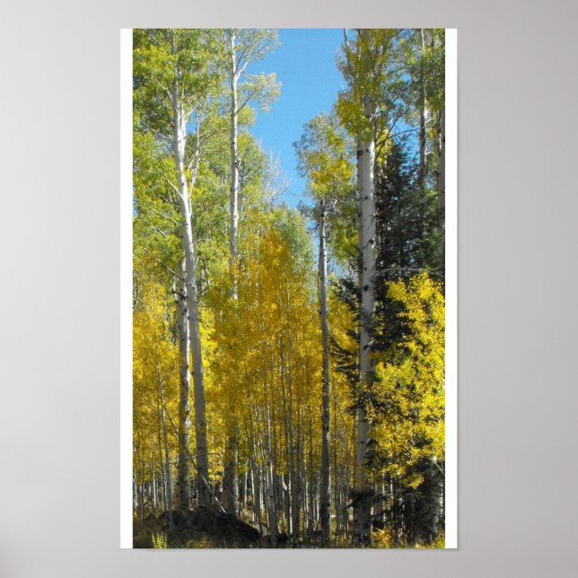 Arizona Aspen Poster (Front)
