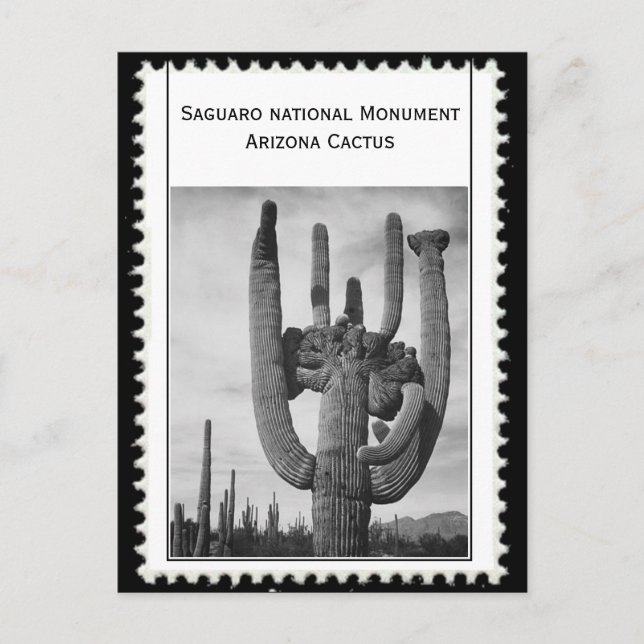 Arizona cactus postcard (Front)