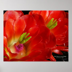 Arizona Claret Cup Cactus Red Orange Flowers Poster