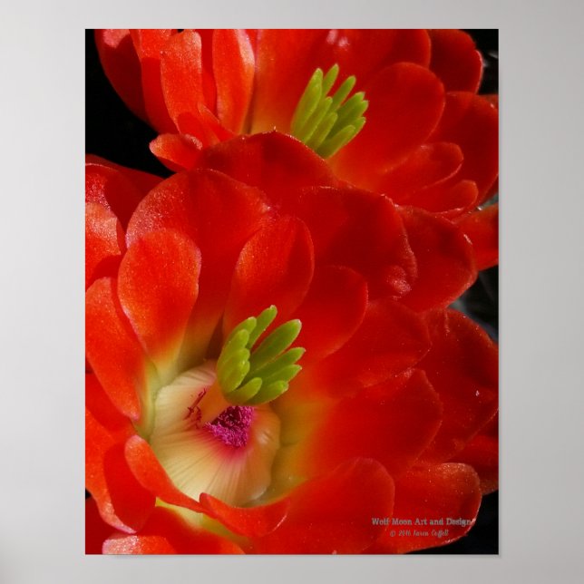 Arizona Claret Cup Cactus Red Orange Flowers Poster (Front)