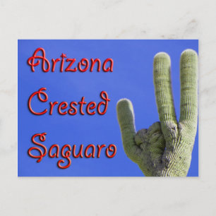 Arizona Crested Saguaro Postcard