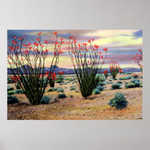 Arizona Desert Ocotillos in Bloom Poster