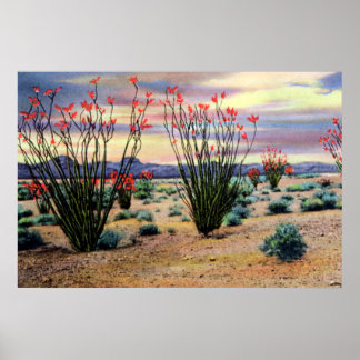 Arizona Desert Ocotillos in Bloom Poster