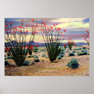 Arizona Desert Ocotillos in Bloom Poster