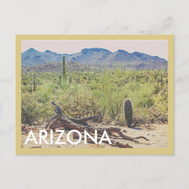 Arizona Desert Vintage Travel Postcard (Front)