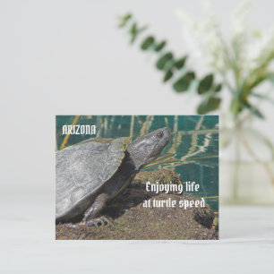 Arizona Enjoying Retired Life Turtle Photo Funny Postcard