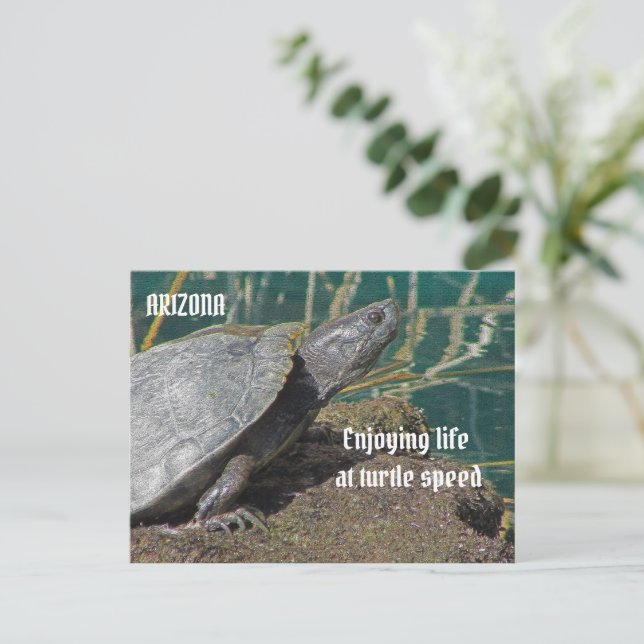 Arizona Enjoying Retired Life Turtle Photo Funny Postcard (Standing Front)