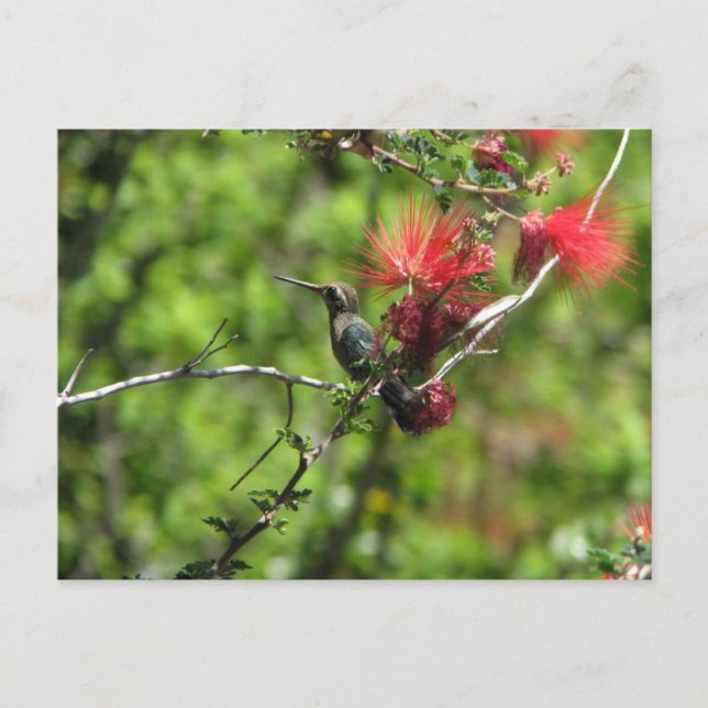 Arizona Hummingbird Postcard (Front)