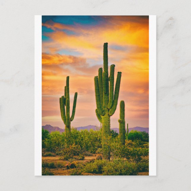 Arizona Life Postcard (Front)