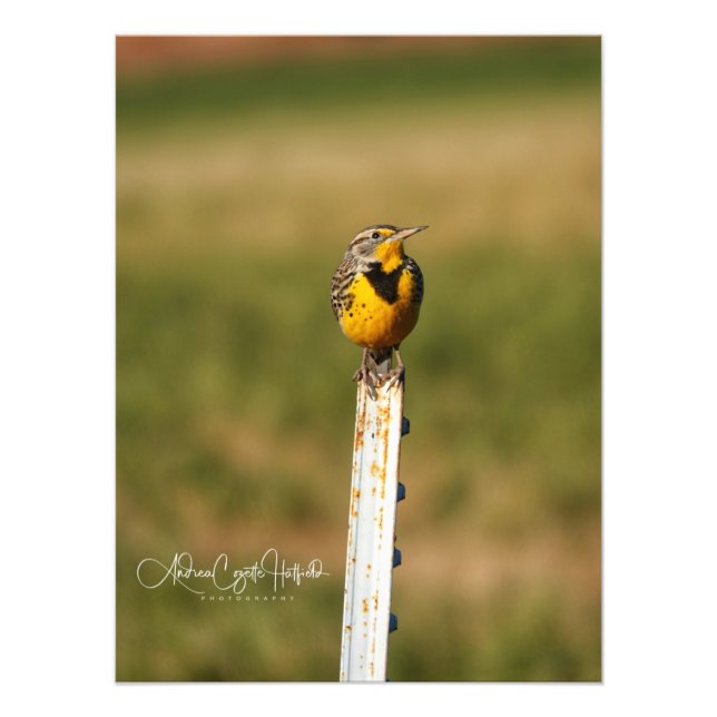 Arizona Meadow Lark Photo Print (Front)