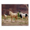 Arizona, Navajo Indian Reservation, Chinle,