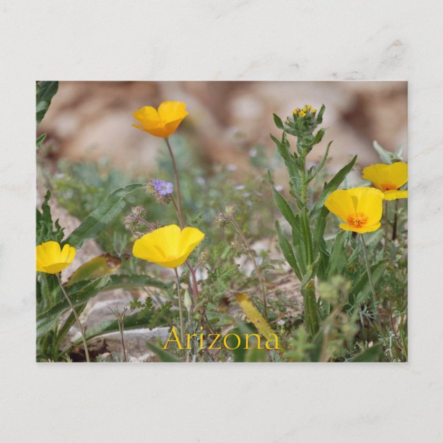 Arizona Postcard (Front)