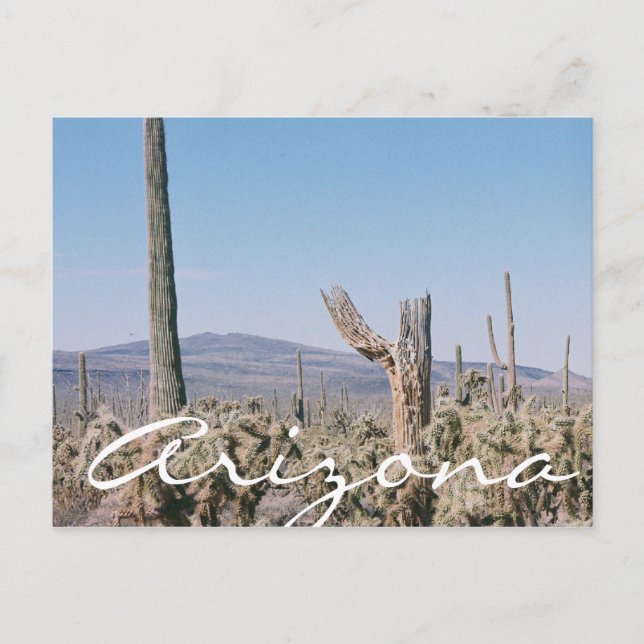 Arizona Postcard Desert Cacti Landscape (Front)