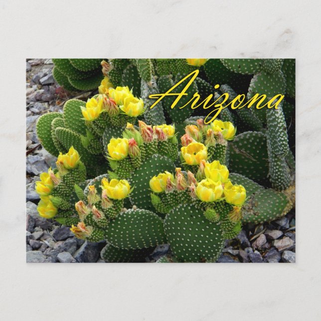 Arizona Postcard, Prickly Pear Cactus Postcard (Front)