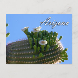 Arizona Postcard, Saguaro Cactus Postcard
