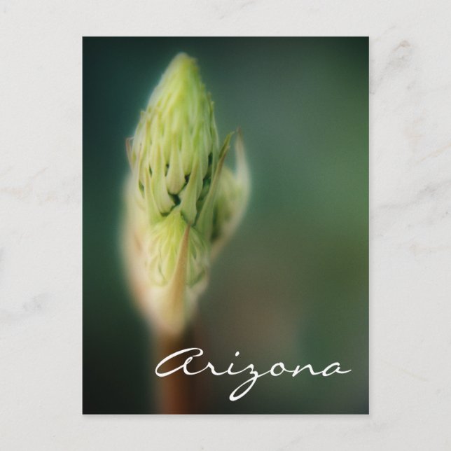 Arizona Postcard Spring Bud Template (Front)