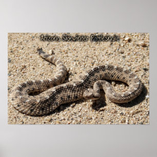 Arizona Sidewinder Rattlesnake Poster