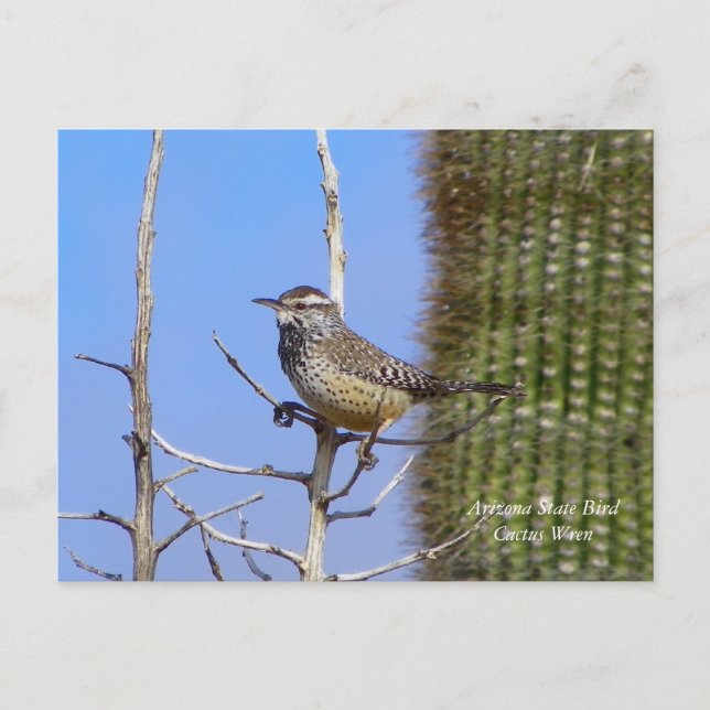 Arizona State Bird Postcard (Front)