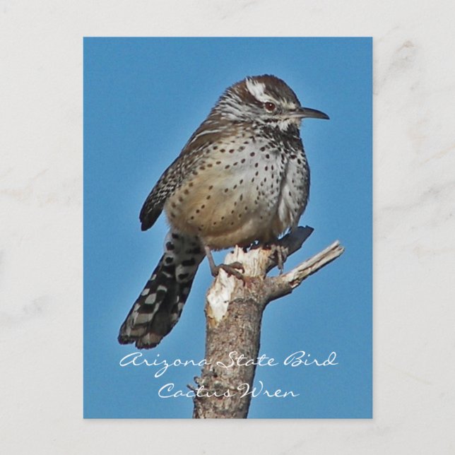 Arizona State Bird Postcard (Front)