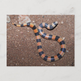 Arizona Variable Sandsnake Postcard