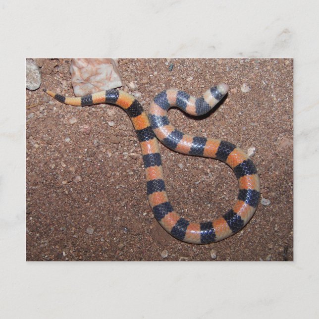 Arizona Variable Sandsnake Postcard (Front)