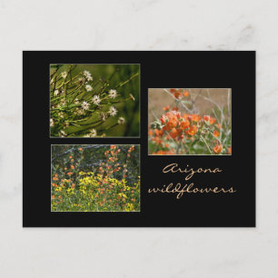 Arizona wildflowers postcard