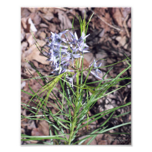 Arkansas Bluestar Needleleaf Photo Print