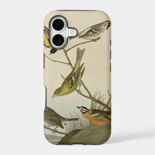 Arkansaw Siskin, Mealy Red-poll, Louisiana Tanager