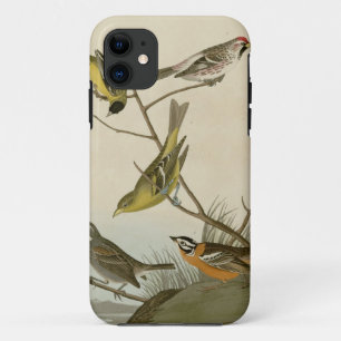 Arkansaw Siskin, Mealy Red-poll, Louisiana Tanager iPhone 11 Case