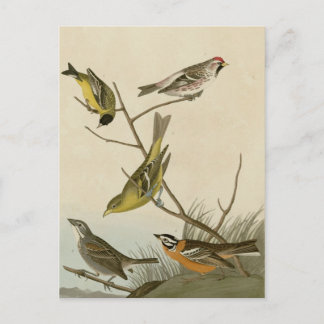Arkansaw Siskin, Mealy Red-poll, Louisiana Tanager Postcard