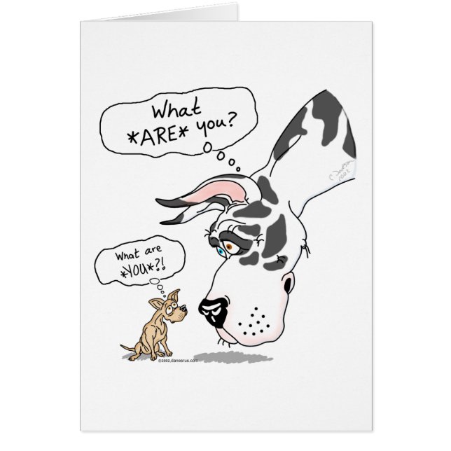 Arlequin Dane & Chihuahua (Devant)