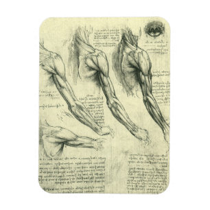 Arm and Shoulder Anatomy by Leonardo da Vinci Magnet