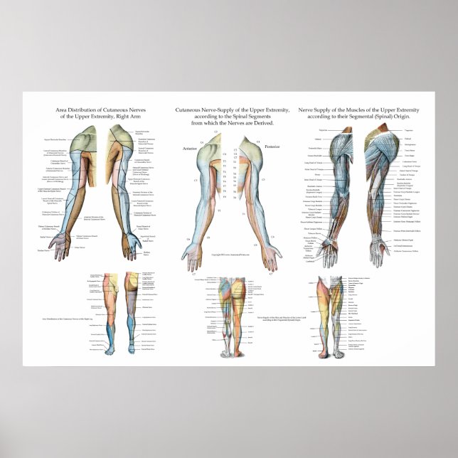 Arm Nerve Innervation of Upper Extremities Poster (Front)