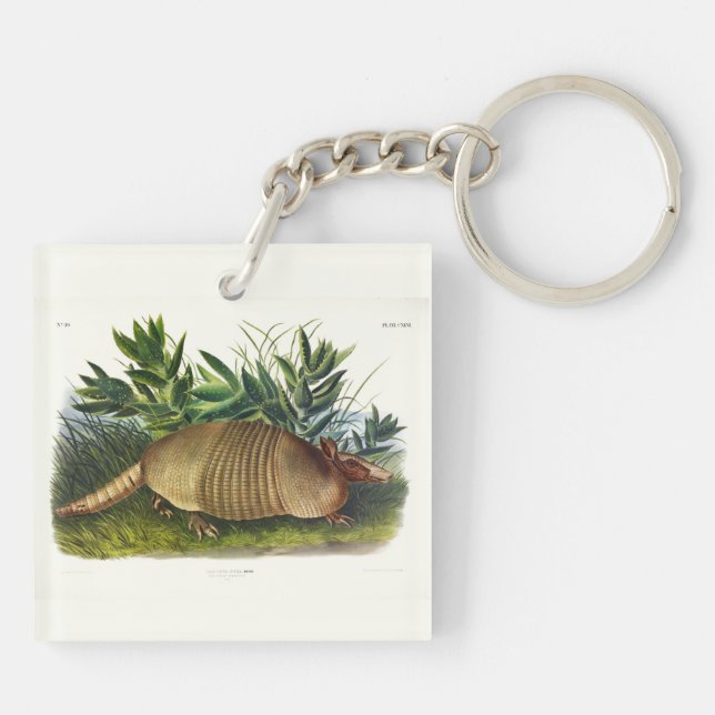 Armadillo à nez long, à neuf bandes, par Audubon (Dos)