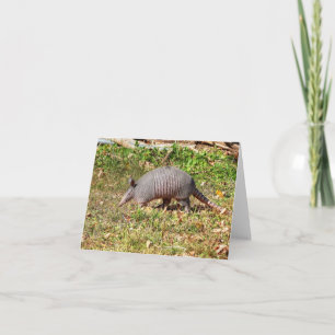Armadillo  card