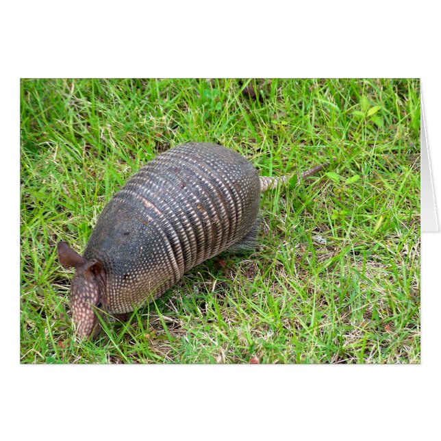 Armadillo en Grass vert (Devant horizontal)