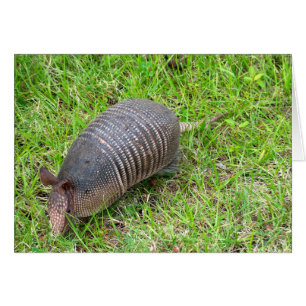Armadillo in Green Grass