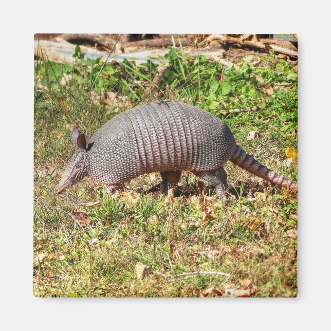 Armadillo Magnet (Front)