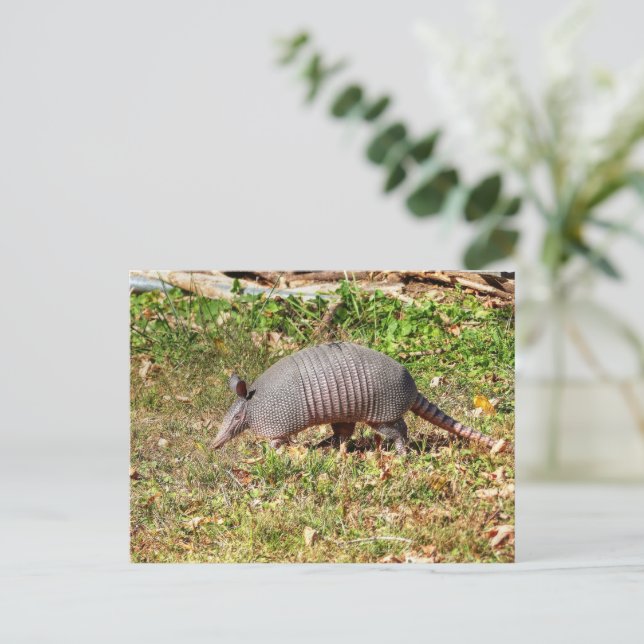 Armadillo Postcard (Standing Front)