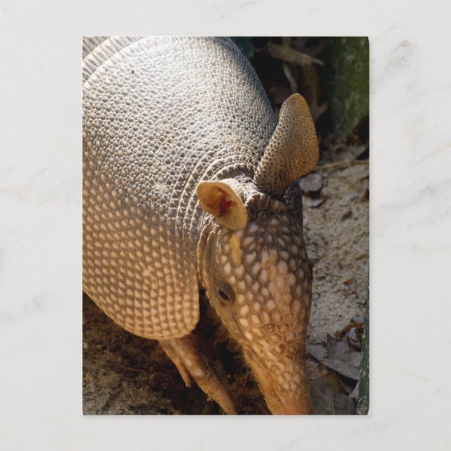 Armadillo Postcard (Front)