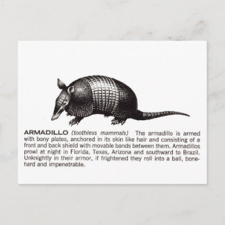 armadillo postcard
