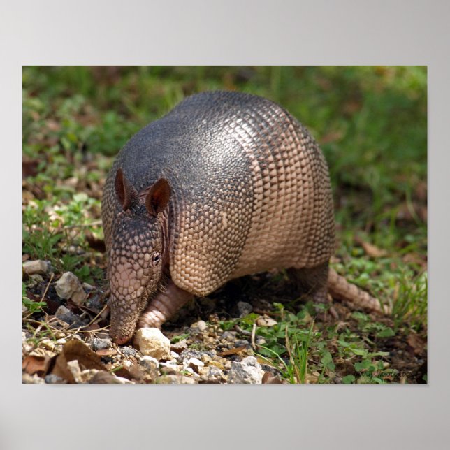 Armadillo Poster (Front)